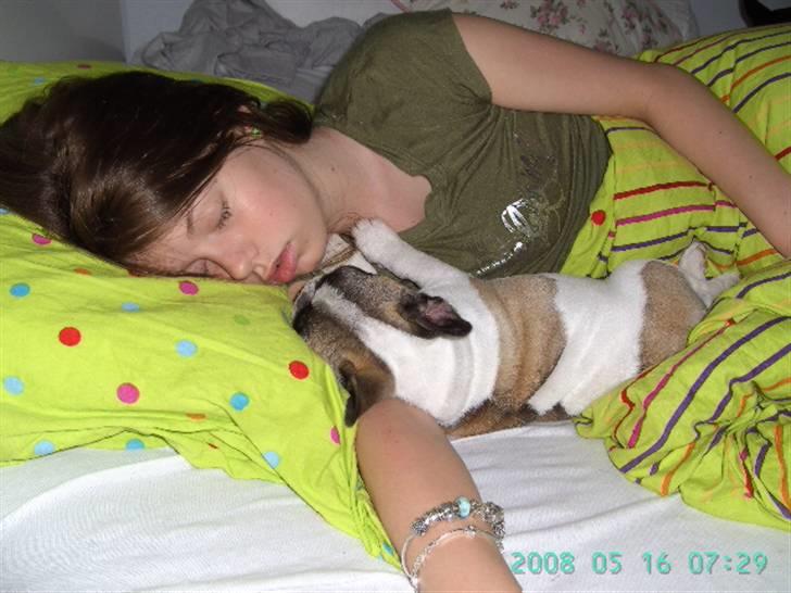 Fransk bulldog chanel - planen var at Chanel skulle vække Teresa men men men..... billede 15