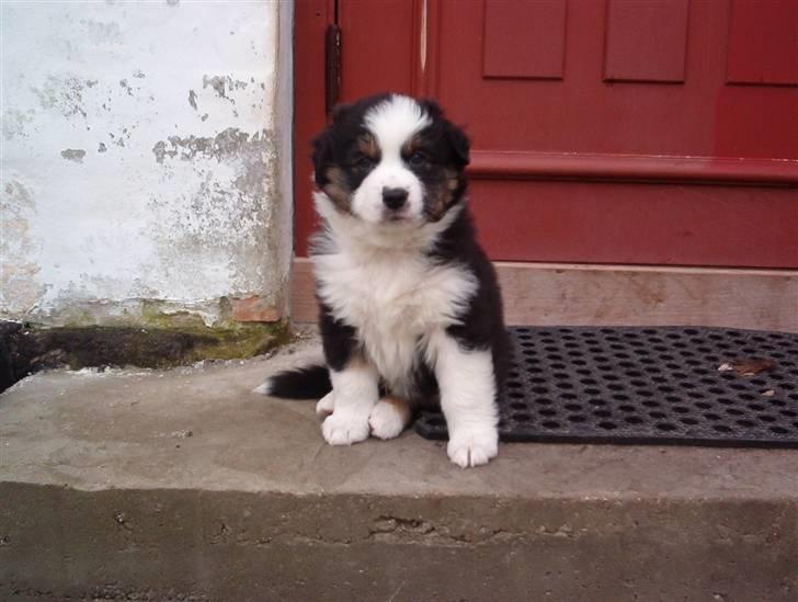 Australian shepherd LP1, RBM,  Painted Magic  Boromir of Gondor RIP   billede 20