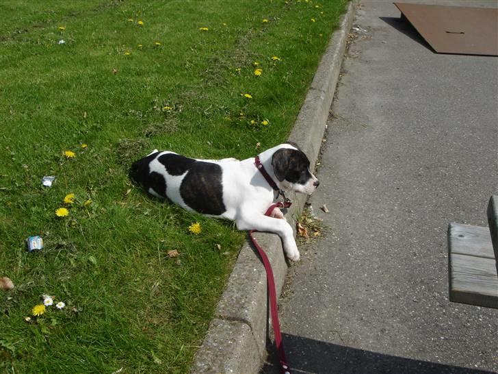 Amerikansk bulldog Cischa (Afrodite) R.I.P Savnet - Cischa 12 uger (: billede 4