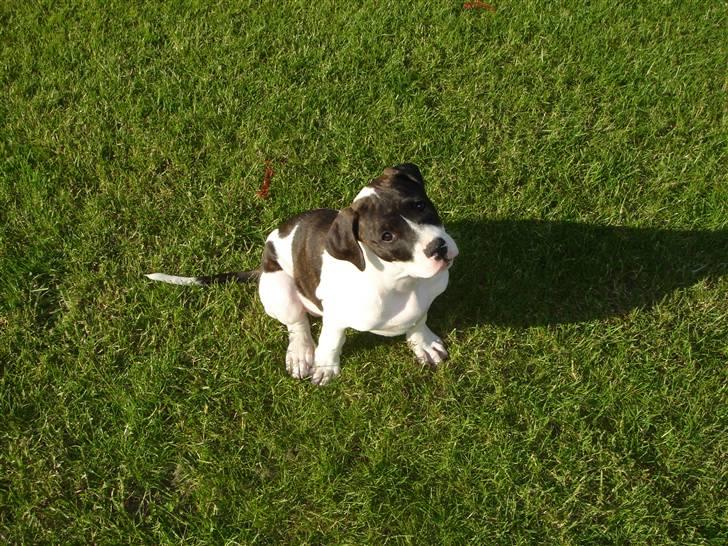 Amerikansk bulldog Cischa (Afrodite) R.I.P Savnet - Cischa 14 uger. (: billede 5