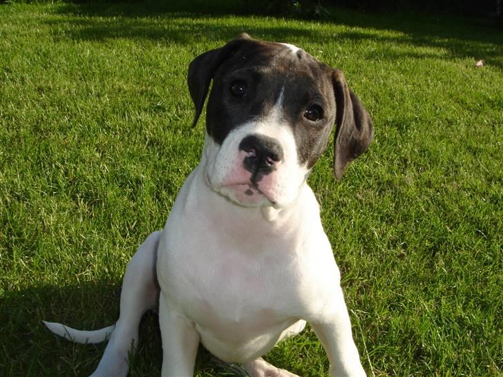 Amerikansk bulldog Cischa (Afrodite) R.I.P Savnet - Cischa 14 uger. (: billede 6