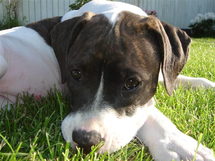 Amerikansk bulldog Cischa (Afrodite) R.I.P Savnet - Cischa 14 uger. (: billede 7