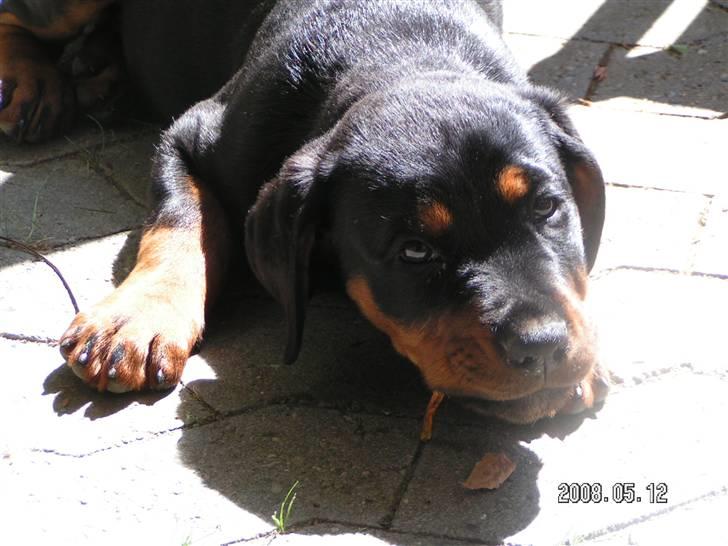 Rottweiler Luna (2008-2008) - uhm, tørret fisk smager faktisk godt.... billede 5