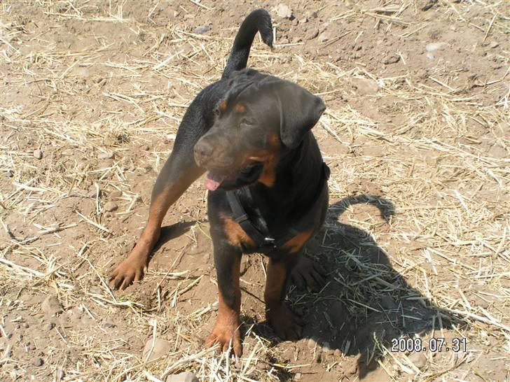 Rottweiler Luna (2008-2008) - Pyha, en varm sommer dag... billede 6