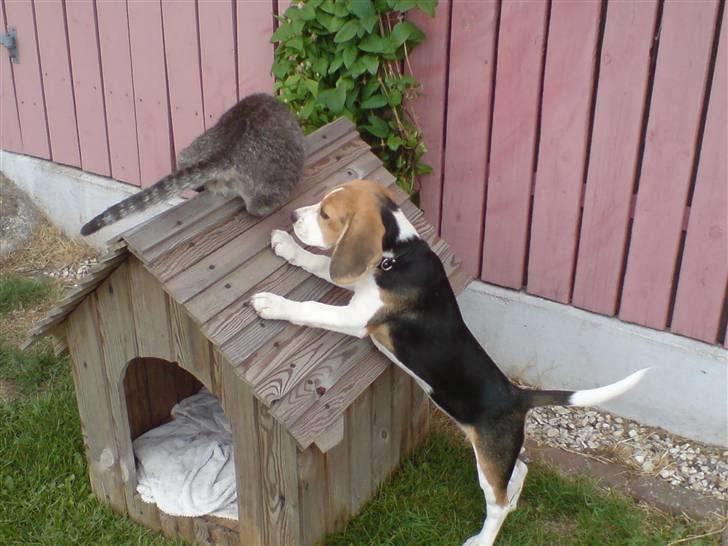 Beagle Luna (død 28/8) R.I.P ;( billede 9