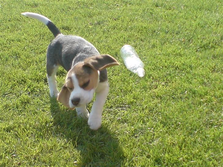 Beagle Luna (død 28/8) R.I.P ;( billede 10