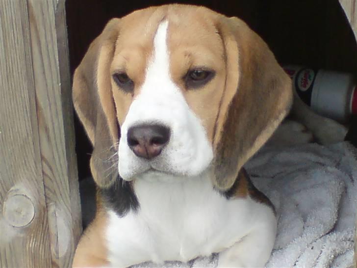 Beagle Luna (død 28/8) R.I.P ;( billede 11