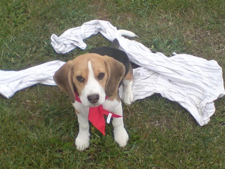 Beagle Luna (død 28/8) R.I.P ;( - Mor og far har givet mig et tørklæde på for at se sød ud, men jeg synes nu mere jeg ligner en der skal til spejder:) billede 12