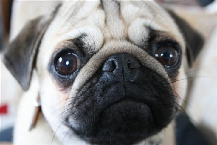 Mops - Charlie <3 (RIP).. billede 2