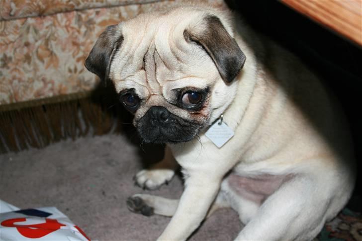 Mops - Charlie <3 (RIP).. billede 3