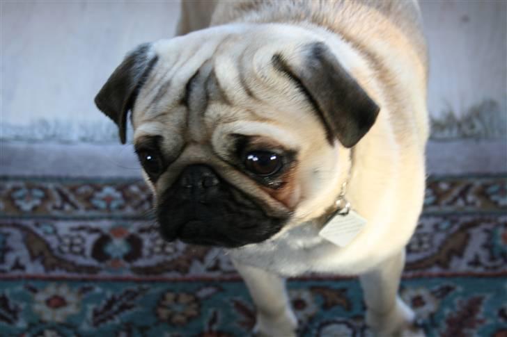 Mops - Charlie <3 (RIP).. billede 4