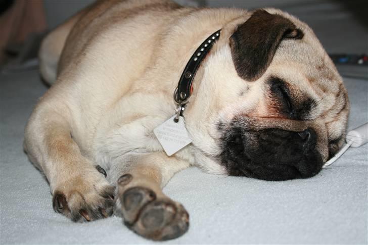 Mops - Charlie <3 (RIP).. billede 5