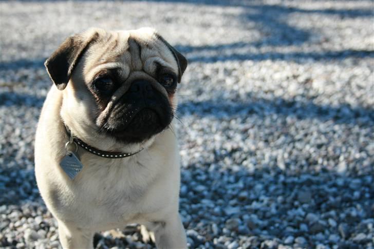 Mops - Charlie <3 (RIP).. billede 6