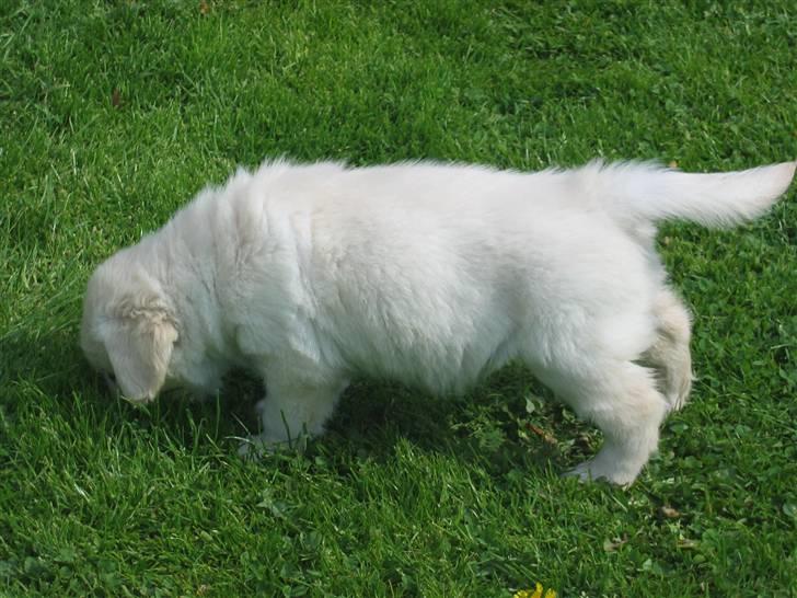 Golden retriever Mille billede 2