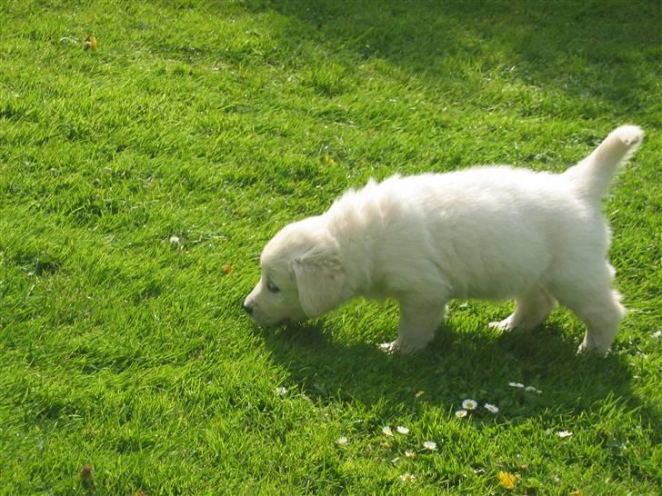 Golden retriever Mille billede 3