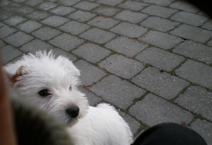 West highland white terrier Holms Mille - Fotograf: Marie Holm     Mille et par måneder gammel. billede 2