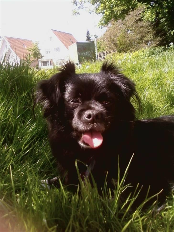 Blanding af racer Mema billede 17