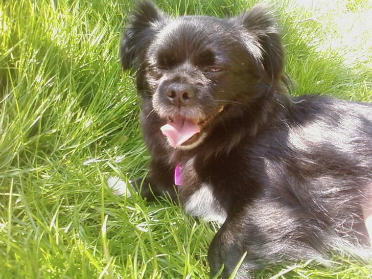 Blanding af racer Mema billede 18