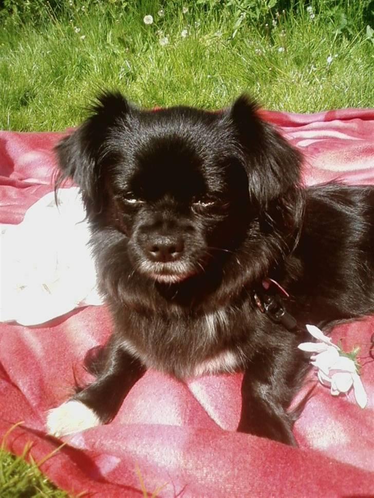 Blanding af racer Mema billede 19