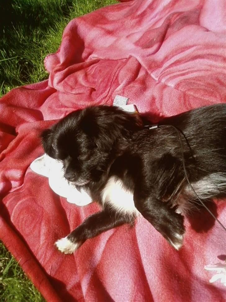 Blanding af racer Mema billede 20