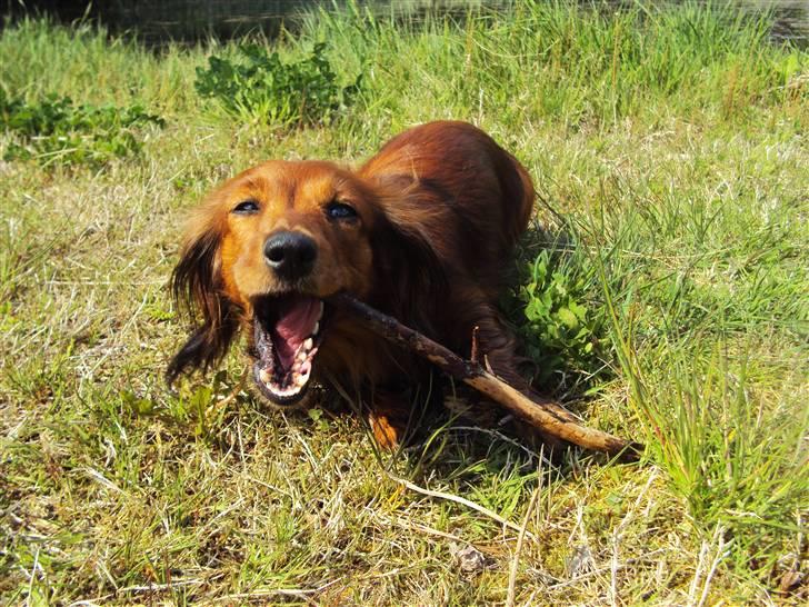 Miniature gravhund Cirkeline  - En pind er lykken. :) billede 20