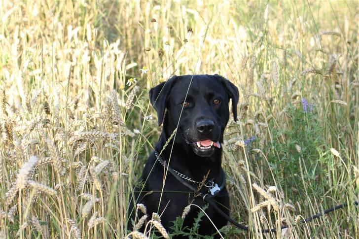 Labrador retriever  Plet billede 1