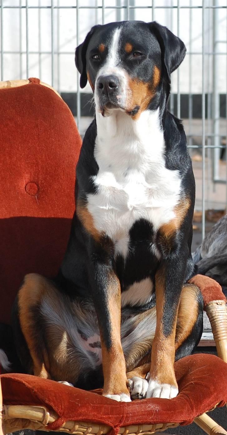 Grosser schweizer sennenhund bonita  - Velkommen til Bonita´s Profil billede 1