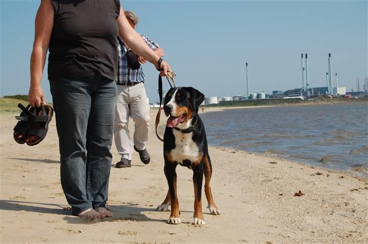 Grosser schweizer sennenhund bonita  billede 2