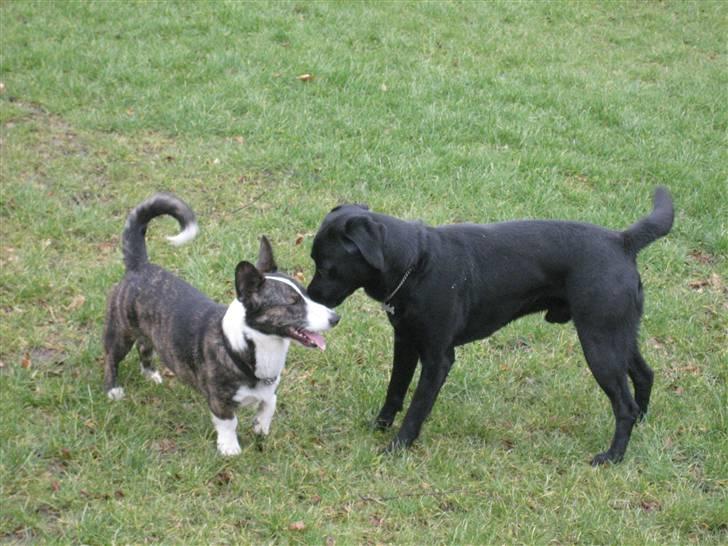 Labrador retriever  Plet billede 2