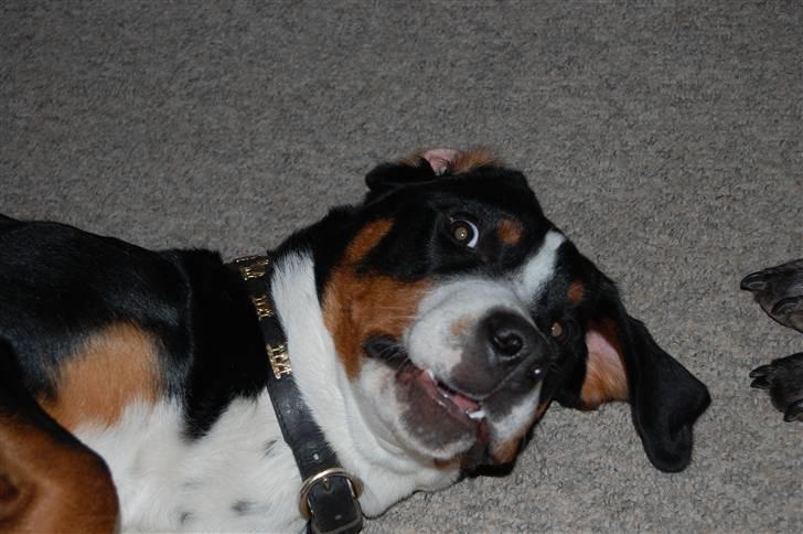 Grosser schweizer sennenhund bonita  - AAARGH! ET KAMERA :D billede 3