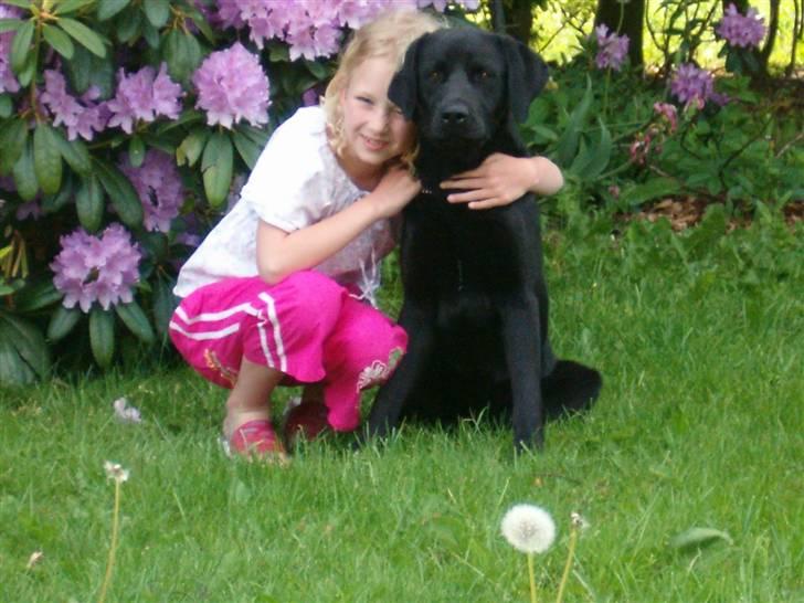 Labrador retriever  Plet billede 3