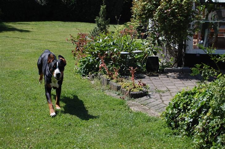 Grosser schweizer sennenhund bonita  billede 4