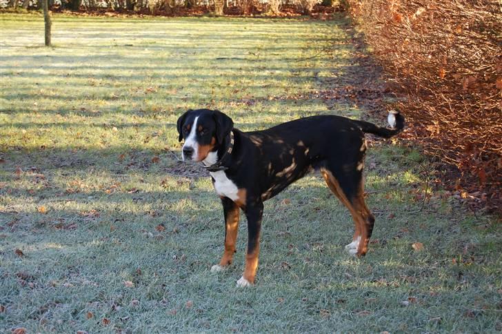 Grosser schweizer sennenhund bonita  billede 5