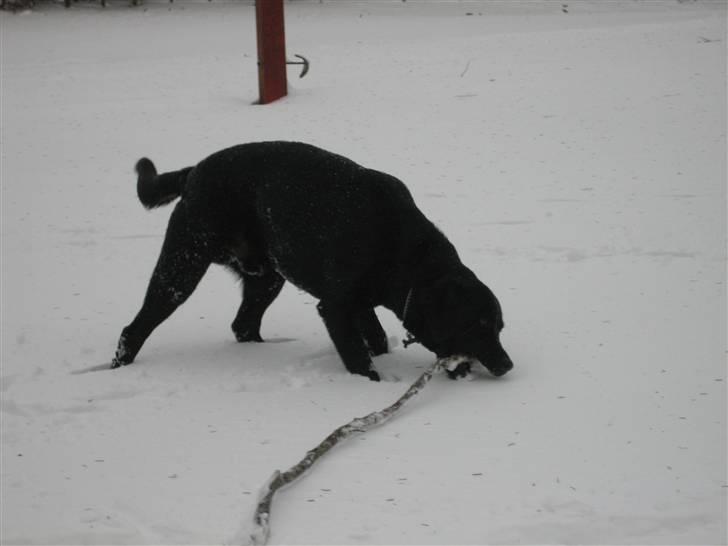 Labrador retriever  Plet billede 4