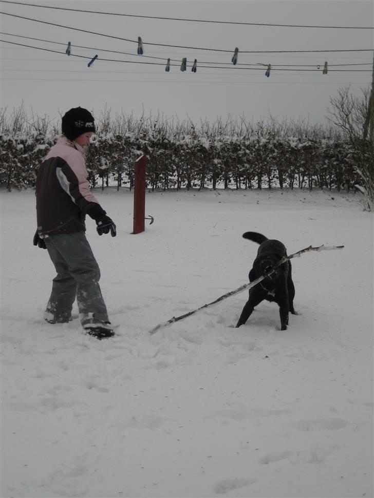 Labrador retriever  Plet billede 5