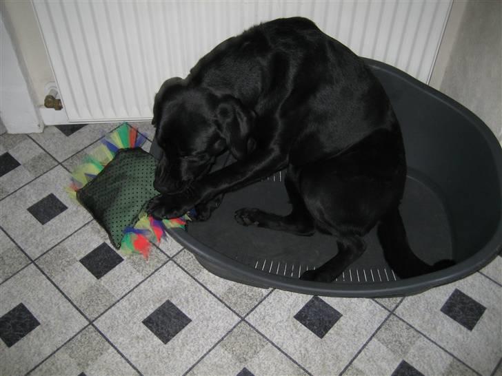 Labrador retriever  Plet billede 6