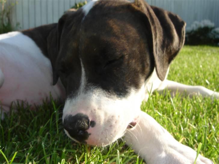 Amerikansk bulldog Cischa (Afrodite) R.I.P Savnet - Cischa 14 uger. (: billede 8