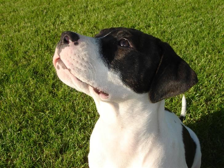 Amerikansk bulldog Cischa (Afrodite) R.I.P Savnet - Cischa 14 uger. (: billede 9