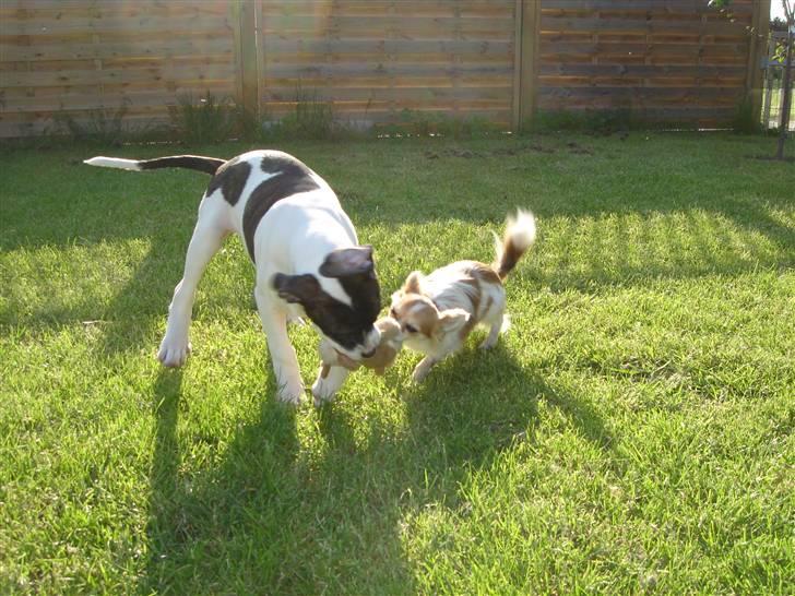 Amerikansk bulldog Cischa (Afrodite) R.I.P Savnet - Cischa 14 uger. (: Hun leger med Charlie min Chihuahua :D billede 10