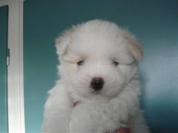 Coton de tulear Louis <3 - Louis 6 uger gammel hvalp <3 billede 2