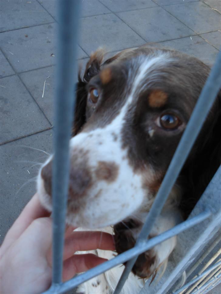 Engelsk springer spaniel Montie - Far Mickey billede 6