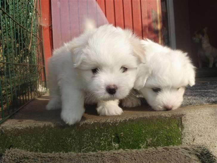 Coton de tulear Louis <3 - Hej =) det er så min bror ved siden af mig =) 6 uger billede 3