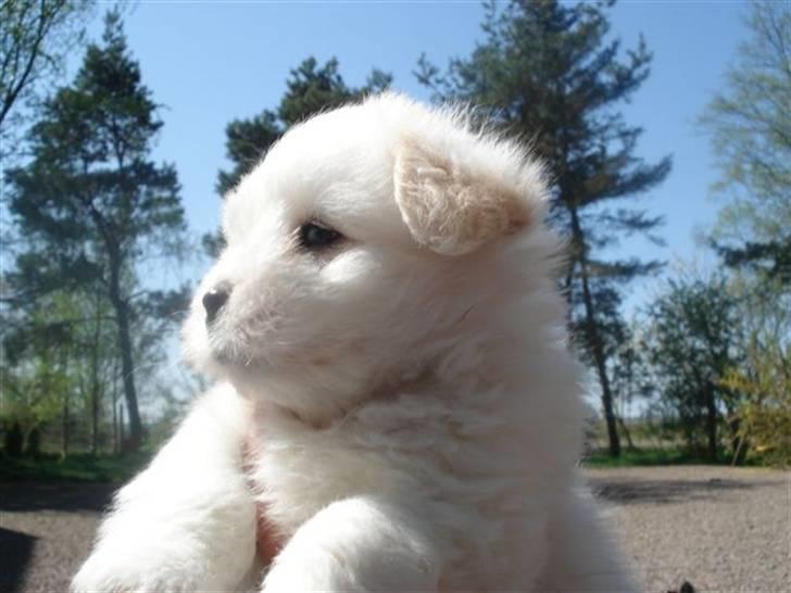 Coton de tulear Louis <3 - Louis Bba<3 6 uger billede 4