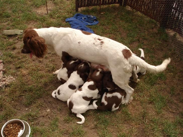 Engelsk springer spaniel Montie - mor Maggie med Montie og alle de andre hvalpe billede 7