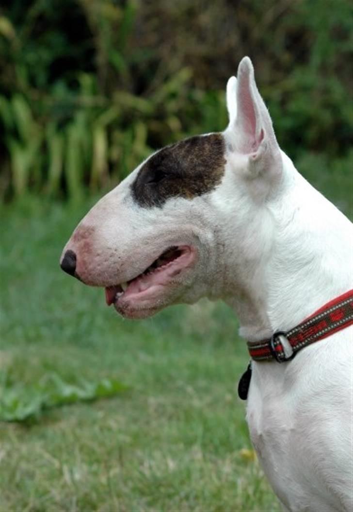 Bullterrier WB's Adorable Disney - August 2009 billede 12