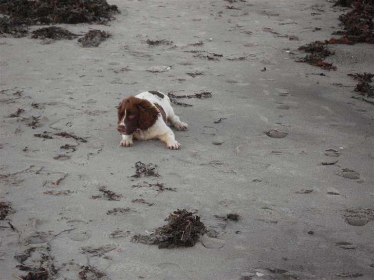 Engelsk springer spaniel Montie - Strandet "Sæl" billede 8