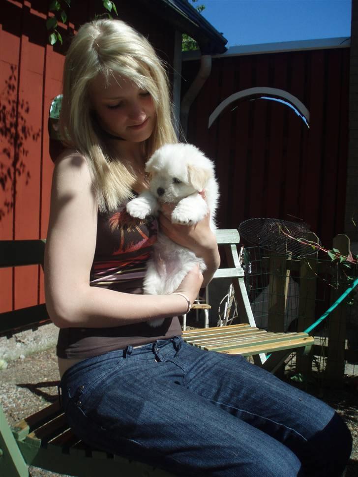 Coton de tulear Louis <3 - Først gang jeg så ham <3 kærlighed ved først blik<3 7uger billede 5