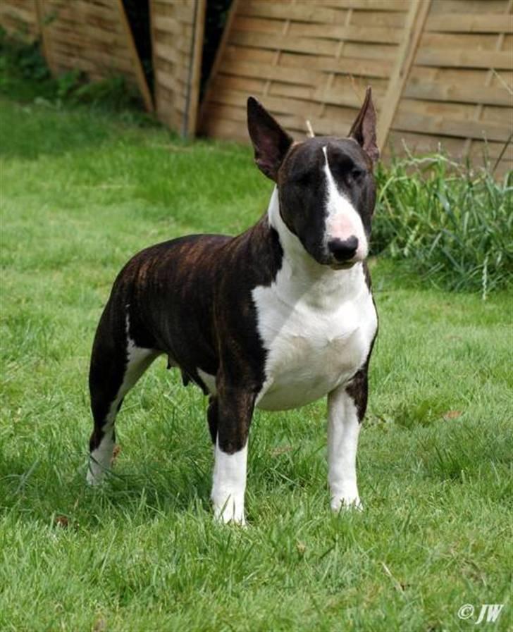 Bullterrier WB's Adorable Disney - Mor Jazzy billede 14