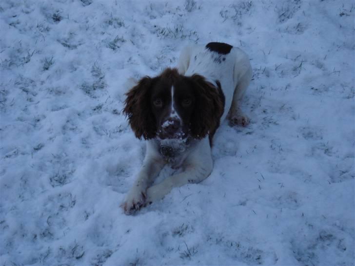 Engelsk springer spaniel Montie - Montie i sneen billede 9