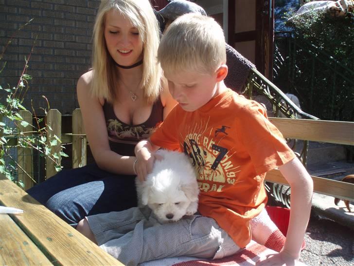 Coton de tulear Louis <3 - Mig , Louis & min lille-bror<3 7 uger billede 6